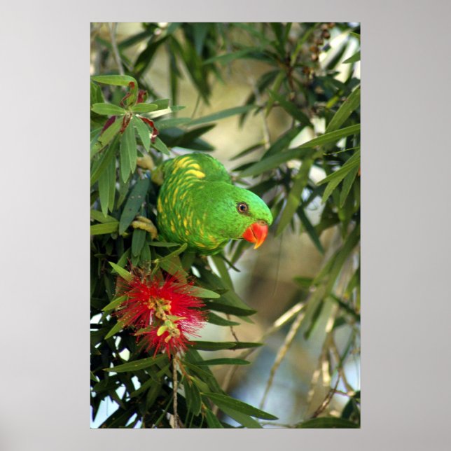 Póster Scaly Breast Lorikeet (Frente)