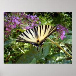 Póster Scarce Swallowtail Butfly Poster