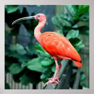 Póster Scarlet Ibis Bird Photo Poster