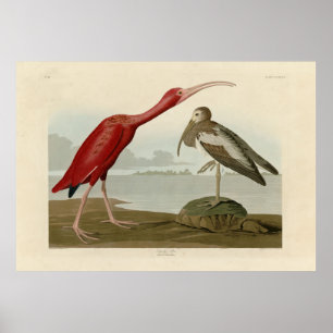 Póster Scarlet Ibis - from Audubon's Birds of America