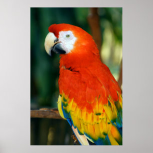 Póster Scarlet Macaw
