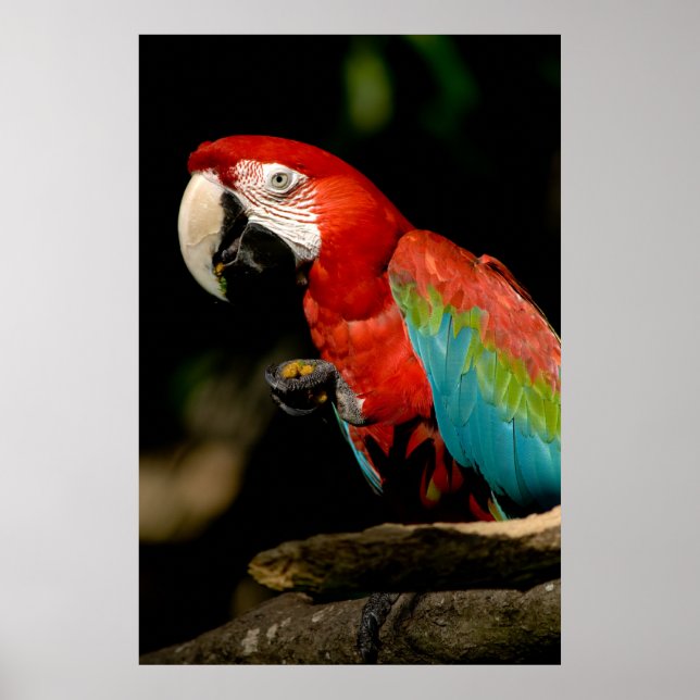 Póster Scarlet Macaw (Frente)