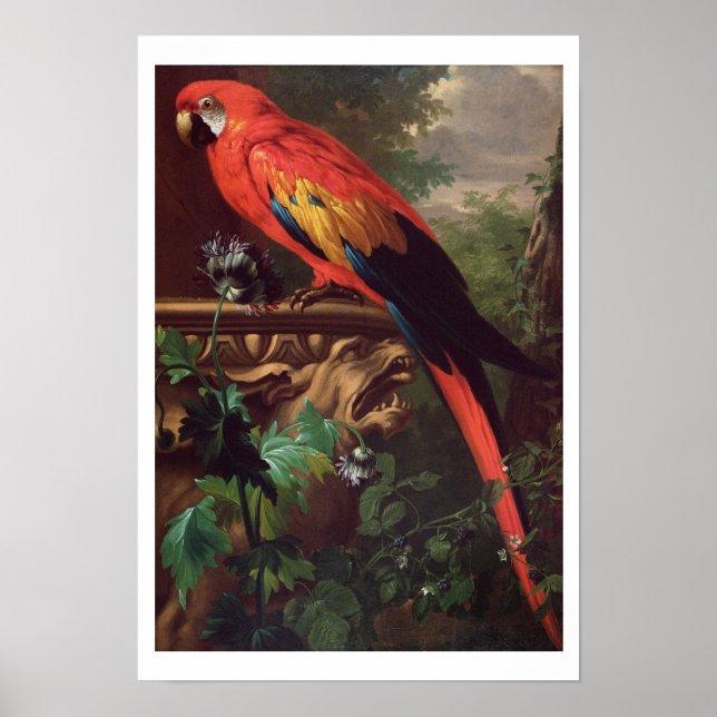 Póster Scarlet Macaw en un paisaje (aceite sobre lienzo) (Frente)