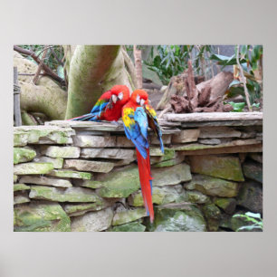 Póster Scarlet Macaws