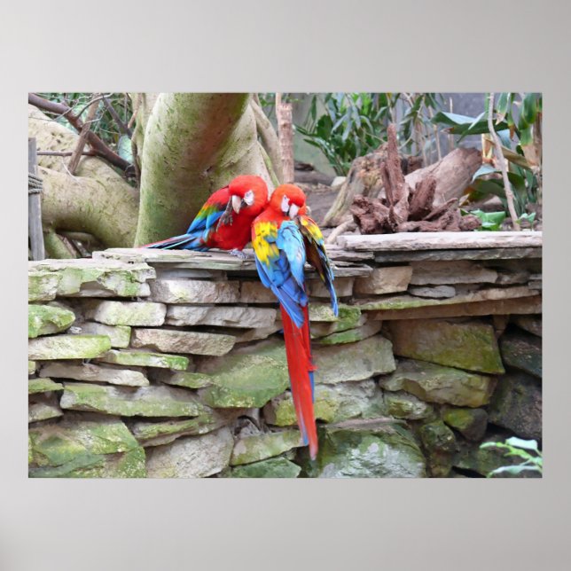 Póster Scarlet Macaws (Frente)