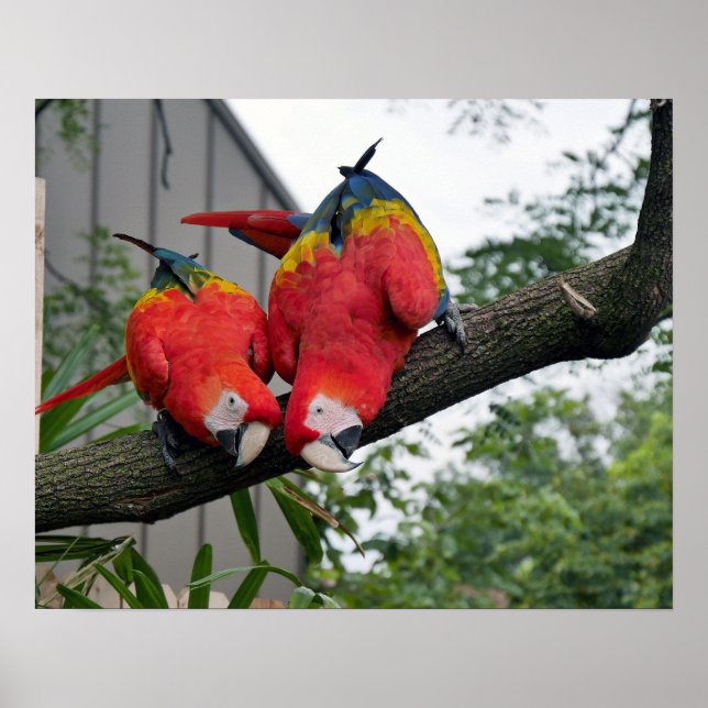 Póster Scarlet Macaws (Frente)