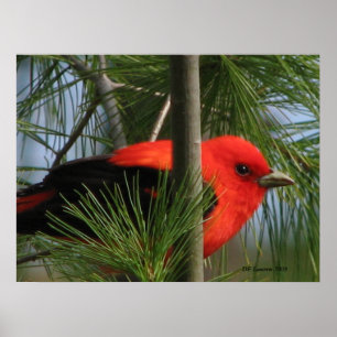 Póster Scarlet O'Tanager