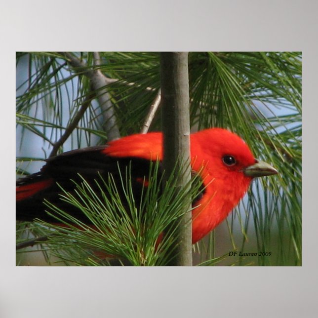 Póster Scarlet O'Tanager (Frente)