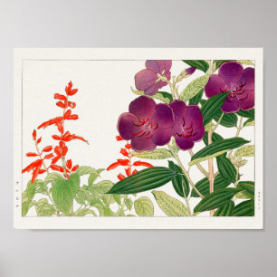 Póster Scarlet sage, Melastoma, por Tanigami Konan