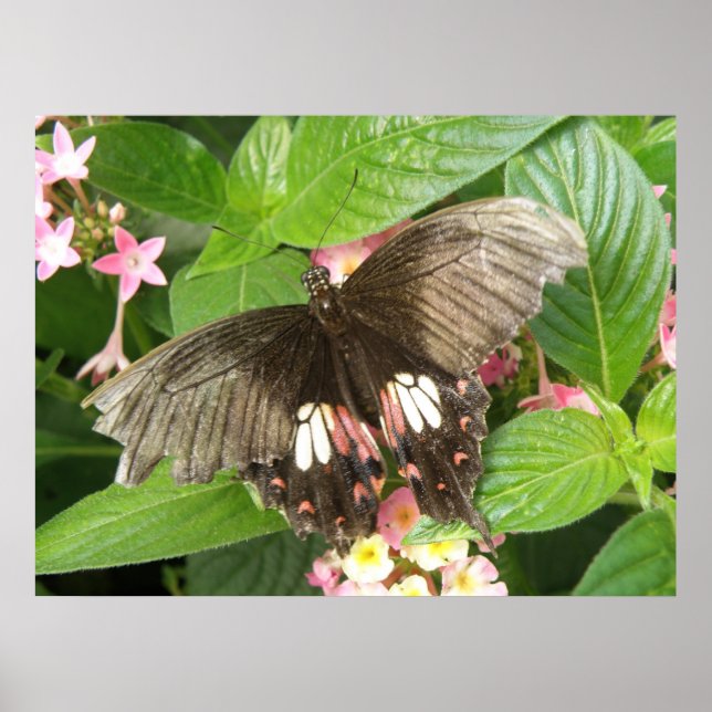 Póster Scarlet Swallowtail Butterfly Macro Print (Frente)