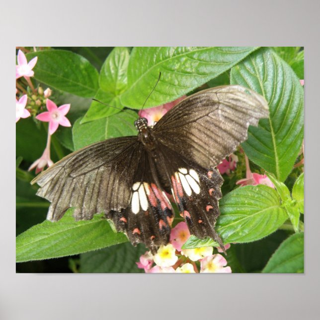 Póster Scarlet Swallowtail Butterfly Macro Print (Frente)