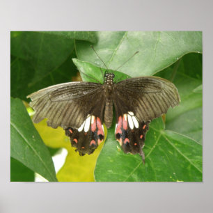 Póster Scarlet Swallowtail Butterfly Print