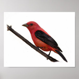 Póster Scarlet Tanager en rama