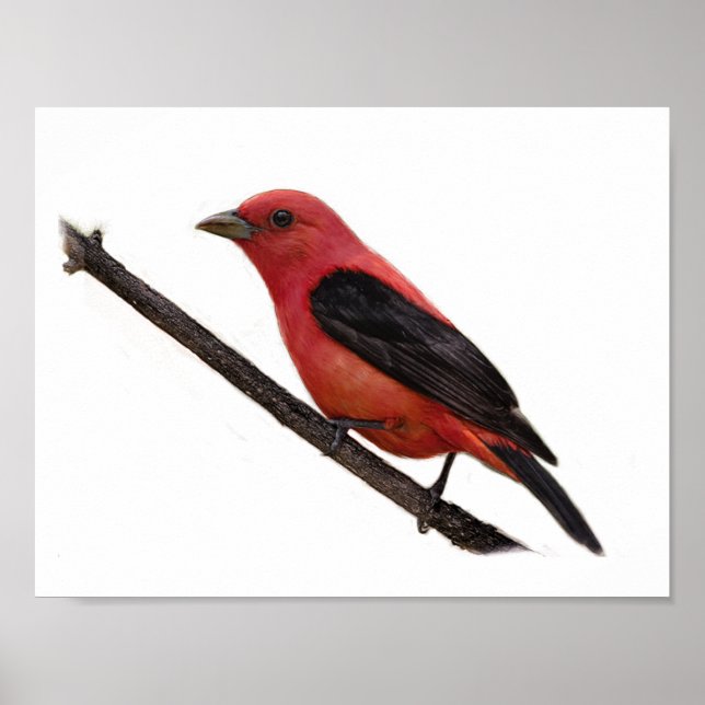 Póster Scarlet Tanager en rama (Frente)