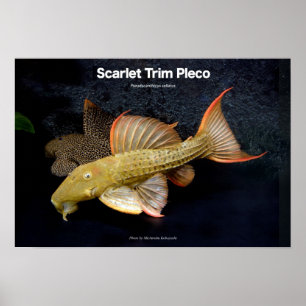 Póster Scarlet Trim Pleco の ポ ス タ