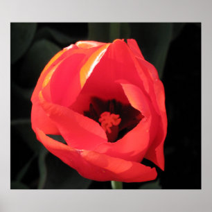 Póster Scarlet Tulip