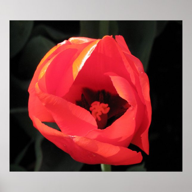 Póster Scarlet Tulip (Frente)