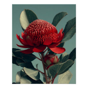 Póster Scarlet Waratah Arte Botánico Vintage