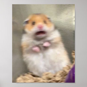Póster Scarred Hamster