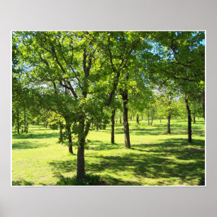 Póster Scenic Trees