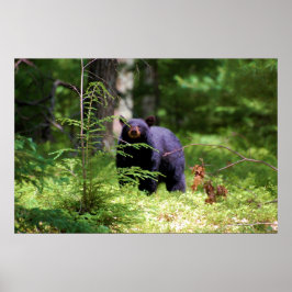 Póster 'Scentricidad del oso negro"