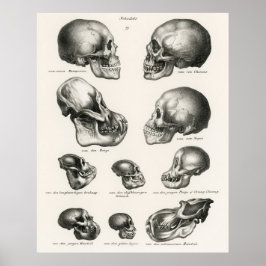Póster Schinz de Visser Mono Humano y Calaveras Ape