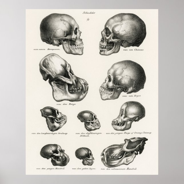 Póster Schinz de Visser Mono Humano y Calaveras Ape (Frente)