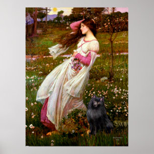 Póster Schipperke 2 - Flores de viento