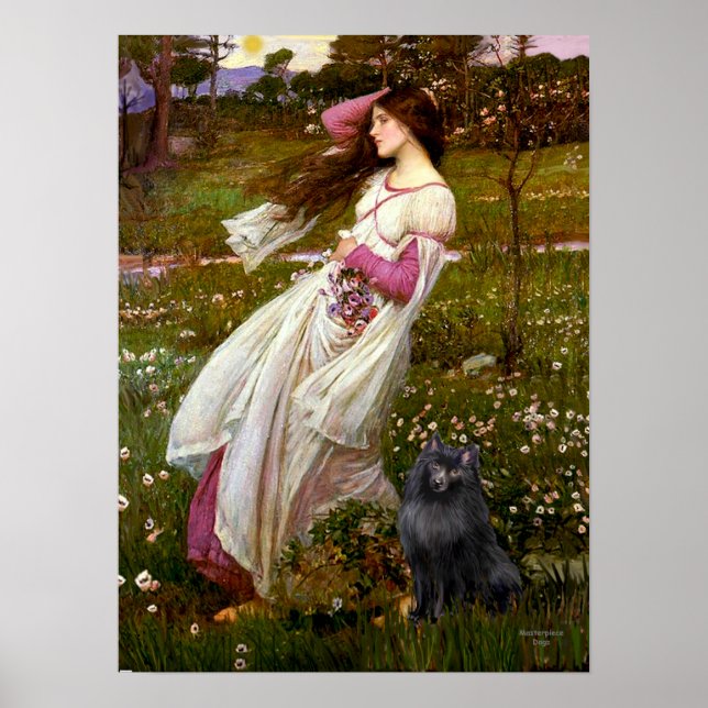 Póster Schipperke 2 - Flores de viento (Frente)