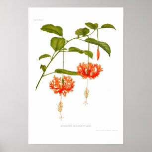 Póster Schizopetalus del hibisco