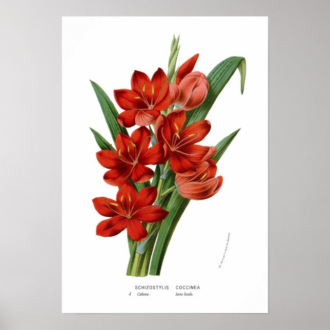 Póster Schizostylis coccinea (Frente)