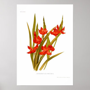 Póster Schizostylis coccinea (lirio Kaffir)