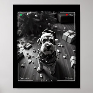 Póster Schnauzer de Navidad Captado por la Cámara