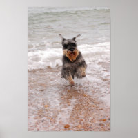 Schnauzer en miniatura en el mar