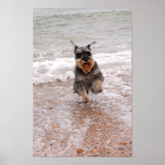 Póster Schnauzer en miniatura en el mar