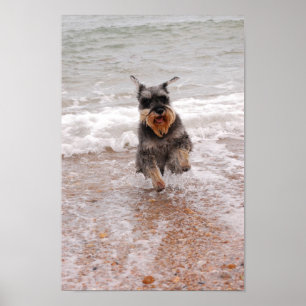 Póster Schnauzer miniatura en el mar