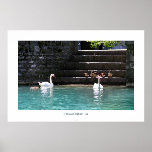Póster Schwanenfamilie (Frente)