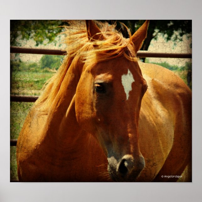 Póster Scotch (Frente)