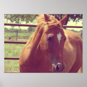 Póster Scotch de enfoque suave