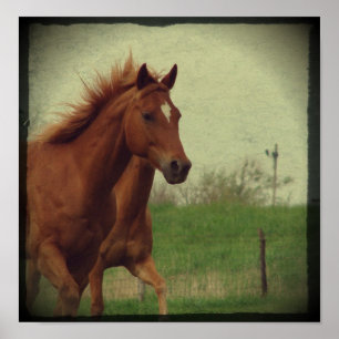 Póster Scotch Trots