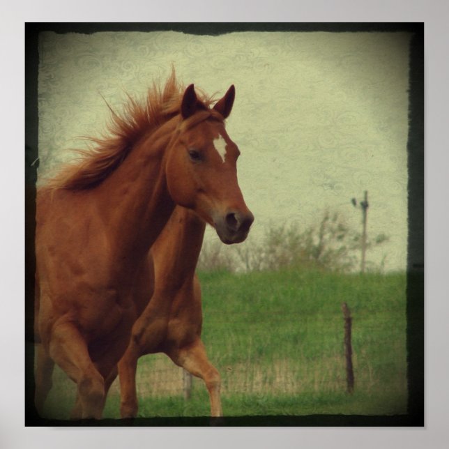 Póster Scotch Trots (Frente)