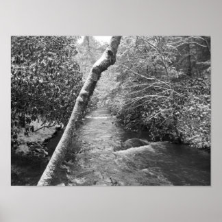 Póster Scott Creek