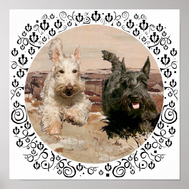 Póster Scotties trigueños y negros corriendo (Frente)
