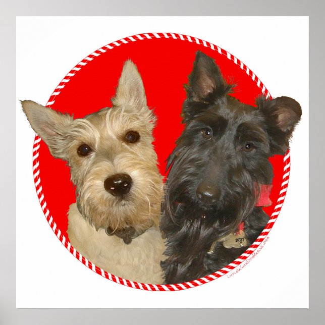 Póster Scotties Trigueños y Negros de Navidad (Frente)