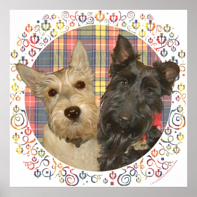 Póster Scotties Trigueños y Negros sobre Tartán (Frente)