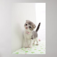 Scottish Fold Kitten