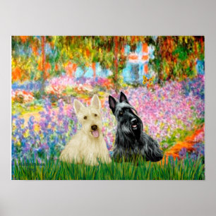 Póster Scottish Terrier (dos BW) - Jardín
