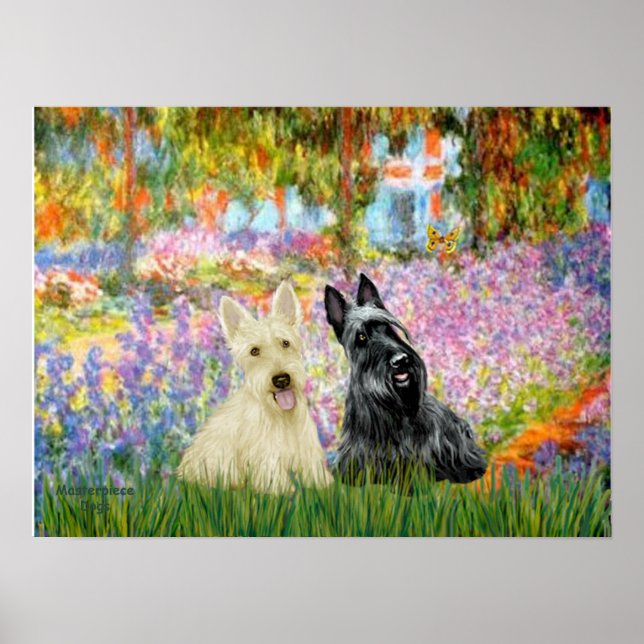 Póster Scottish Terrier (dos BW) - Jardín (Frente)