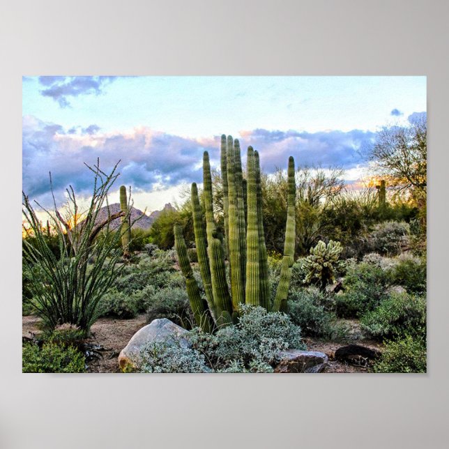 Póster Scottsdale Succulent Sunset (Frente)