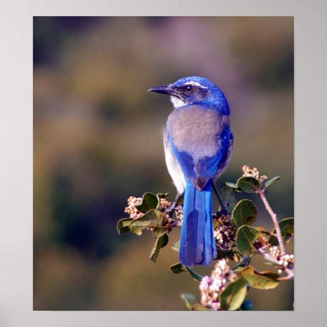 Póster Scrub Jay (Frente)